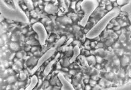 Magnified 3500X